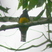 Surucua Trogon